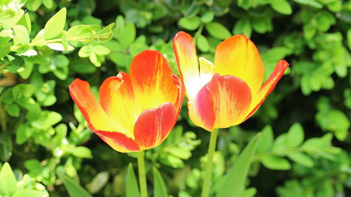 Understanding Menopause and Its Impact on Hormonal Health and Well Being Understanding Menopause and Its Impact on Hormonal Health and Well Being